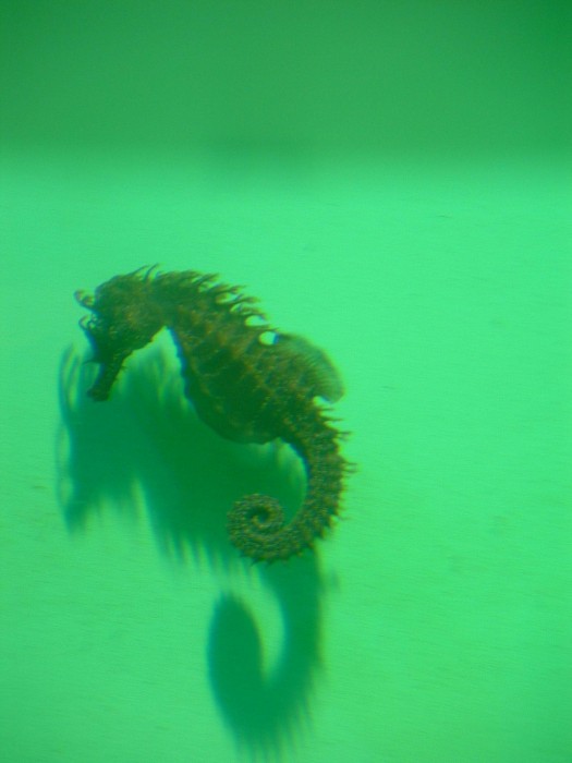 Oceanopolis01.jpg