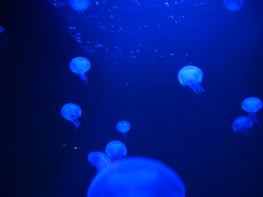 Oceanopolis05.jpg