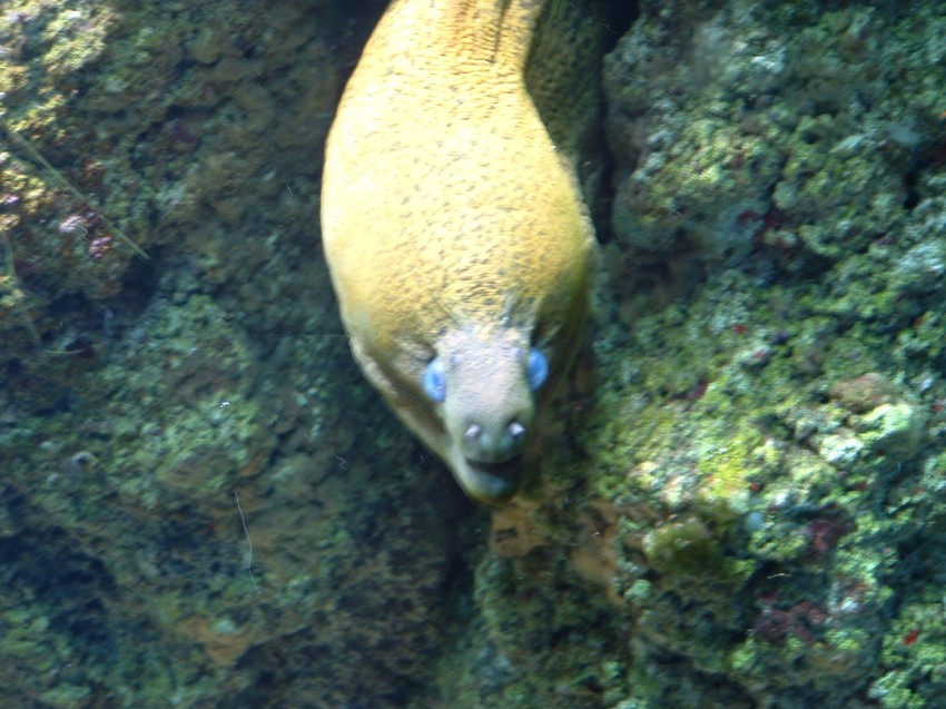 Oceanopolis16.jpg